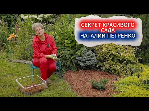 Видео: МУЛЬЧИРОВАНИЕ КОРОЙ - СЕКРЕТЫ УХОЖЕННОГО САДА НАТАЛИИ ПЕТРЕНКО