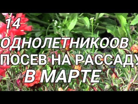 Видео: Чудесные  ОДНОЛЕТНИКИ, цветут  ВСЕ ЛЕТО, посев В МАРТЕ  на рассаду!