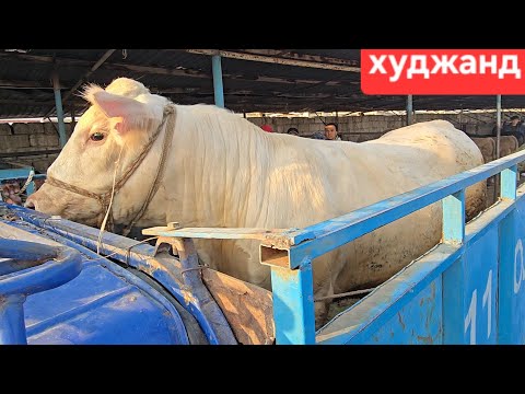Видео: МОЛБОЗОРИ ХУЧАНД ХУДЖАНД ТОЖИКИСТОН molbozor 