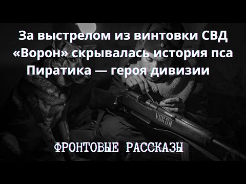 Видео: За выстрелом из винтовки СВД «Ворон» скрывалась история пса Пиратика — героя дивизии.