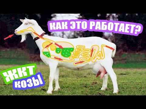 Видео: Пищеварение у коз. Особенности и принцип действия ЖКТ #козы #козоводство #зоология