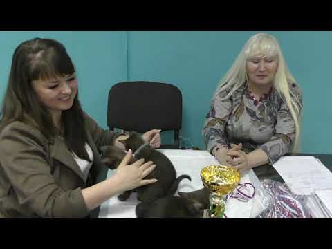 Видео: Кормовая ловушка для заводчиков.