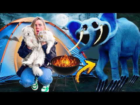 Видео: ЗЛОЙ BUBBA СЛОН В РЕАЛЬНОЙ ЖИЗНИ В НАШЕЙ ПАЛАТКЕ С КОТАМИ И СОБАКОЙ | НЕ СМОТРИ ЕМУ В ГЛАЗА