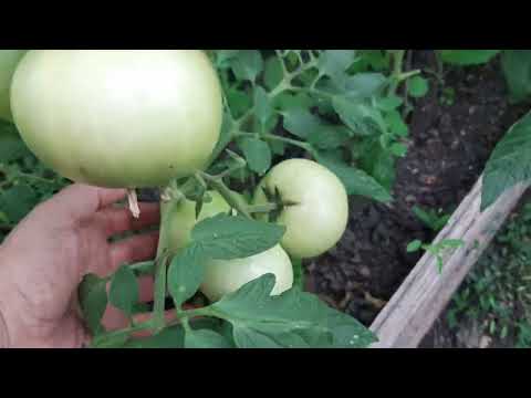 Видео: Зреещи домати и вкореняване на колтуци