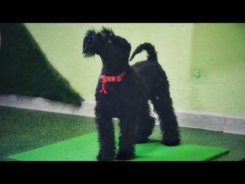 Видео: ДТ - 776. Керри-блю-терьер - фрагмент консультации