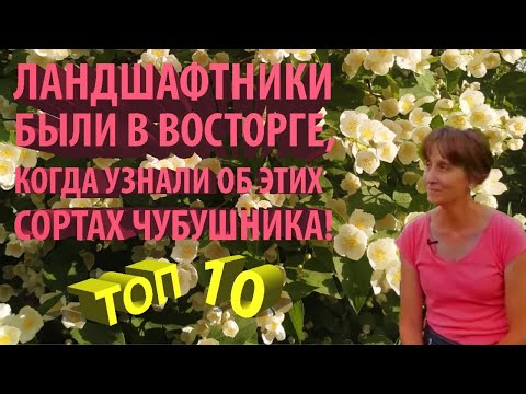 Видео: Северный жасмин, хит-парад самых выдающихся сортов чубушника. От розового до жёлтого!