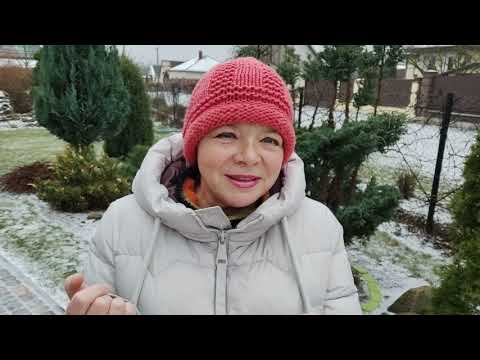 Видео: Самый красивый кустарник для рокария - кизильник очереднолистный(прижатый) и кизильник иволистный. .