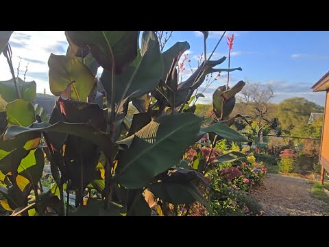 Видео: КАННЫ, ХРАНЕНИЕ, ПОСАДКА, ЦВЕТЕНИЕ. ДАЧА 2.11.2026