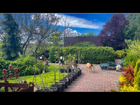 Видео: Инжир, хурма и зизифус в контейнерах , бребы на инжирах .