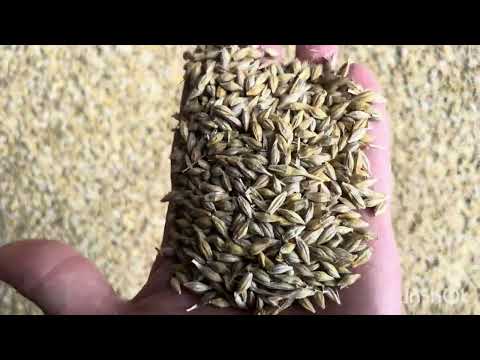 Видео: Жнива озимого ячменю ізоцель 2025.