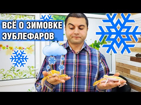 Видео: Зимовка эублефаров — Нужна или нет? Как правильно зимовать?