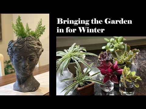 Видео: Утепляем сад зимой — плюс вечнозеленые зимние контейнеры