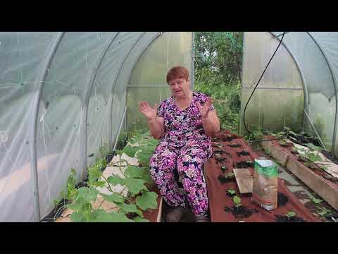 Видео: А что с огурцами?! .влог от 15.06.24