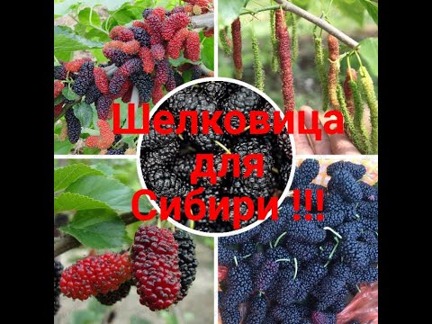 Видео: Морозостойкая Шелковица до - 30 !!! Какие сорта я посадил ??? Выращиваем шелковицу на Урале !!!