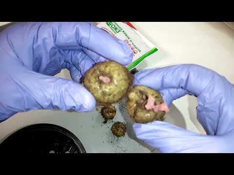 Видео: Посадка клубней глоксинии, пособие для начинающих