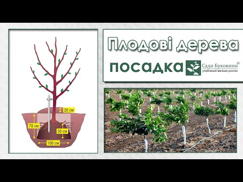 Видео: Посадка плодовых деревьев, колоновидных и обыкновенных. Как садить плодовые деревья.