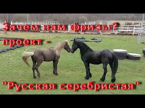 Видео: Зачем нам фризы?