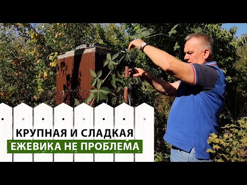 Видео: ЕЖЕВИКА - посадка, обрезка, уход. Все секреты ухода за ежевикой для большого урожая