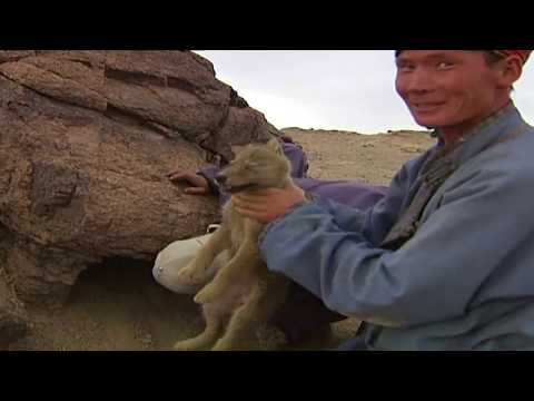 Видео: Анчин  【Баримтат кино】 _FULL_HD