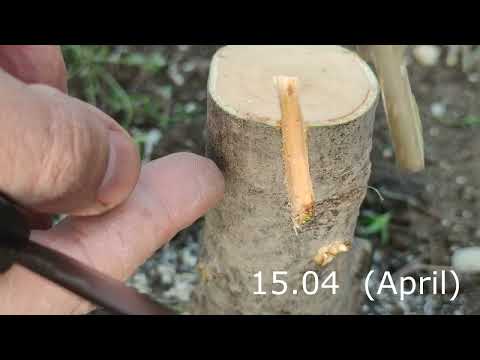 Видео: прививка дерева пилами