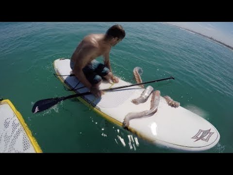 Видео: Он Встретил Настоящего МОНСТРА в Океане...