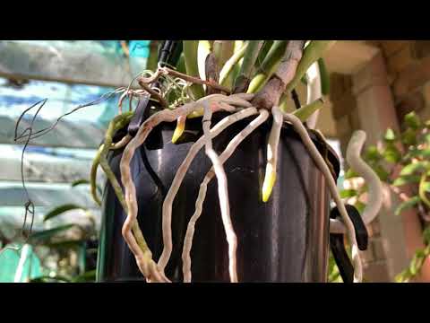 Видео: Когда появляются Корни у Каттлей, Бутон Валкерианы, Удобрения, Слаборастущие и Цветущие Каттлеи 😎