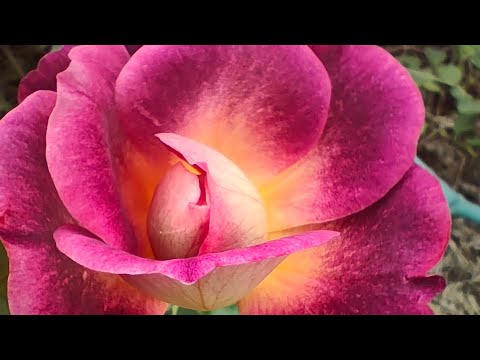 Видео: Цветут мои розы: при любой погоде!  Гуляем по саду и радуемся жизни🙏