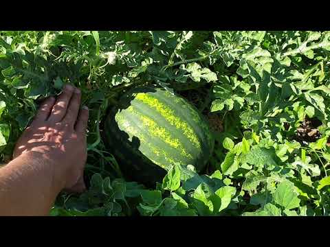 Видео: арбузы привитый на лагенарию  и не привитый арбузы