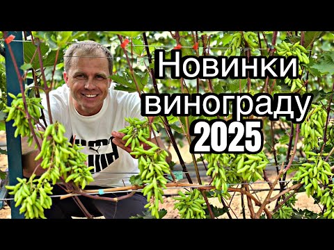 Видео: Огляд виноградника Ткаченко 2025 рік.