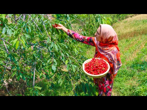 Видео: Жизнь в горной деревне Ирана _ сбор свежей вишни и консервирование на зиму