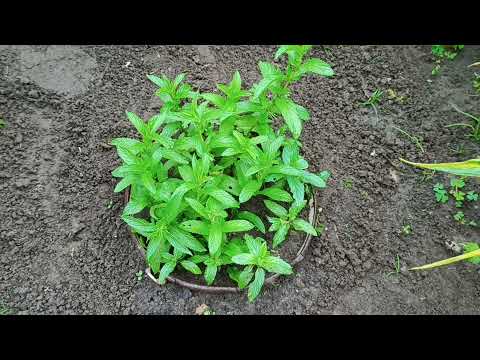 Видео: Как вырастить мяту из черенков в открытом грунте