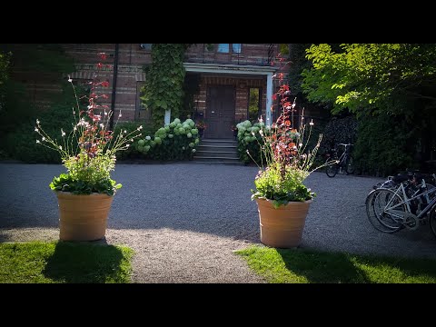 Видео: Vlog 275 - Контейнерные посадки в саду