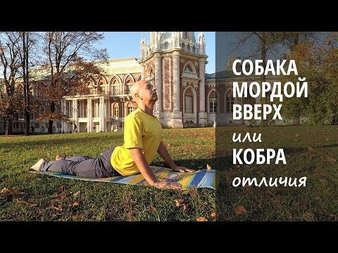 Видео: Урдхва Мукха Шванасана или Бхуджангасана - концептуальные различия