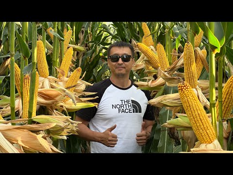 Видео: Какова красота 😍!!! Гибрид LG30500 🌽🌽🌽!!!