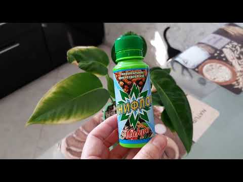 Видео: АНТУРИУМ. Болезни антуриума Шерцера и их лечение на канале "Цветочная фея".