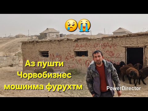 Видео: Аз пушти Чорвобизнес мошинма фурухтм хозир Сафаркурчикм меган.😱😱