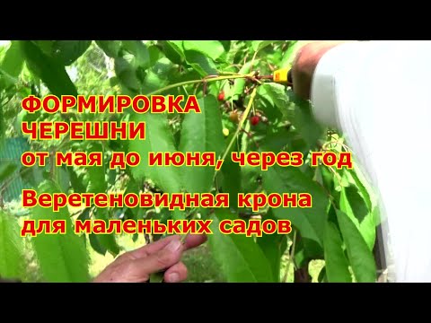 Видео: ФОРМИРОВКА ЧЕРЕШНИ от мая до июня через год. Веретено в маленьком саду