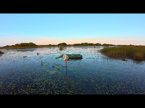 Видео: Охота на Утку на Вечёрке Осень 2025г. 
