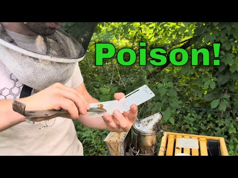 Видео: Яд от пчелиных жуков Bee SAFE! Потрясающая инновация!