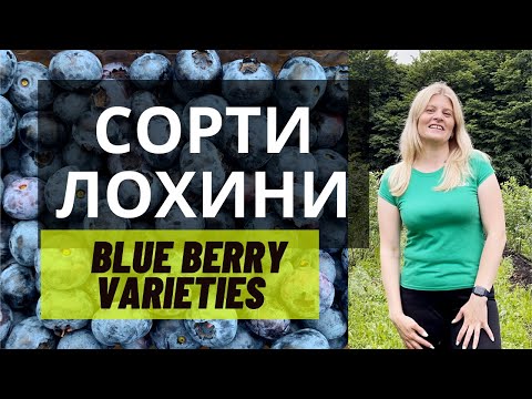 Видео: Сорта голубики: классические и новые, нюансы технологий их выращивания.
