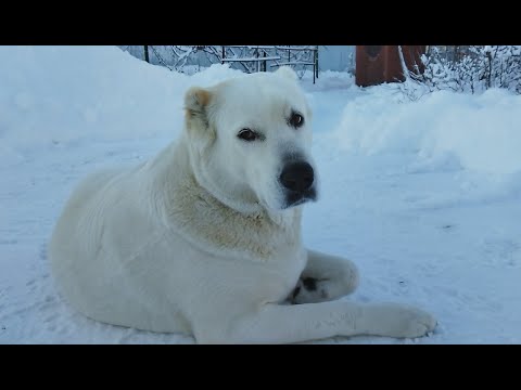 Видео: Алабай.  Все прелести жизни в колхозе зимой.