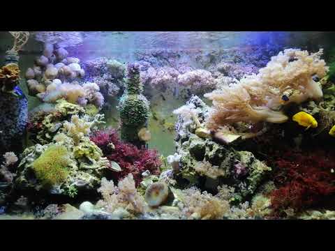 Видео: Актиния малу - стоит ли брать?