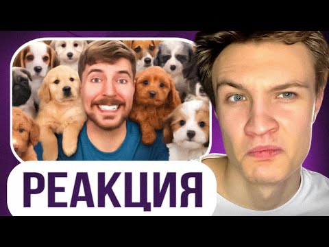 Видео: Crun4ch Смотрит ▶ Я Спас 100 Брошенных Собак!