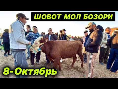 Видео: ХОРАЗМ ШОВОТ МОЛ БОЗОРИ ЁШ ХЎКИЗЛАР НАРХЛАРИ САВДОЛАРИ ШОВОТ 8-октября 2025 г.