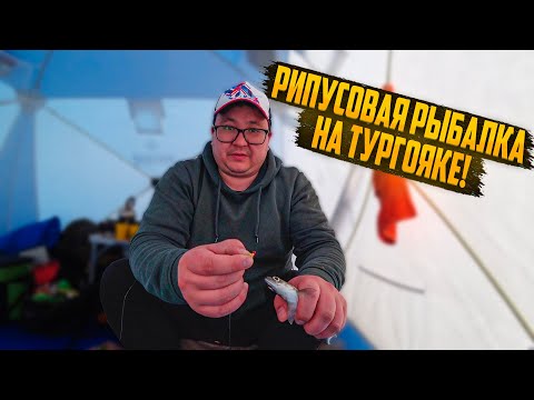 Видео: КАК НАЛОВИТЬ МНОГО РИПУСА? ЛУЧШИЙ СПОСОБ ПО ЛОВЛЕ РИПУСА.