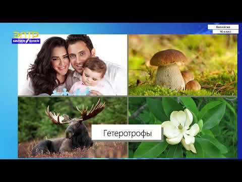 Видео: 10-класс | Биология  | Обмен веществ и энергии в клетке. Функции обмена веществ