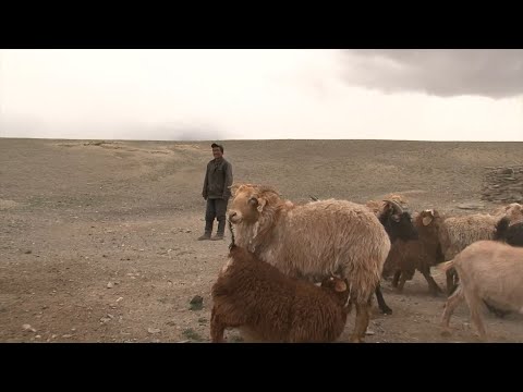 Видео: Что и как: технологии кочевников