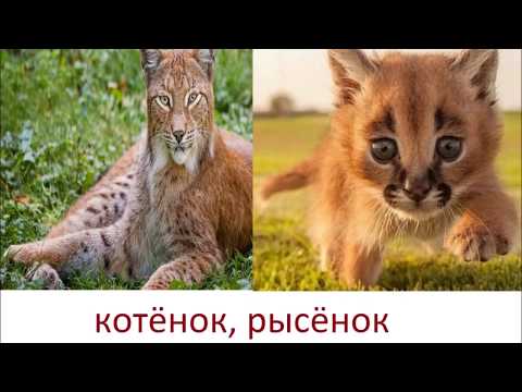 Видео: № 228 НАЗВАНИЯ ДЕТЁНЫШЕЙ ЖИВОТНЫХ