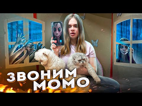 Видео: ЗРЯ МЫ ПОЗВОНИЛИ МОМО ИЗ КАРТОННОГО ДОМА