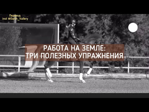 Видео: Работа на земле с лошадью: 3 упражнения